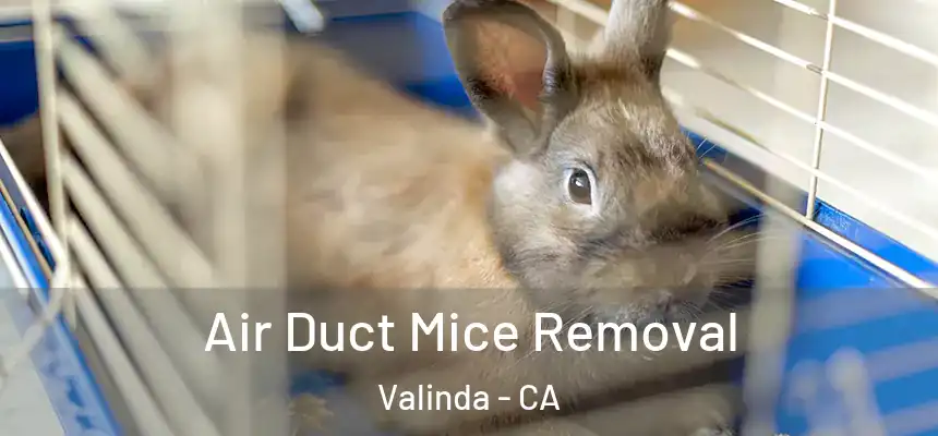 Air Duct Mice Removal Valinda - CA